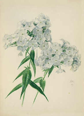 Шипиленко Александр Кузьмич. Белые флоксы 